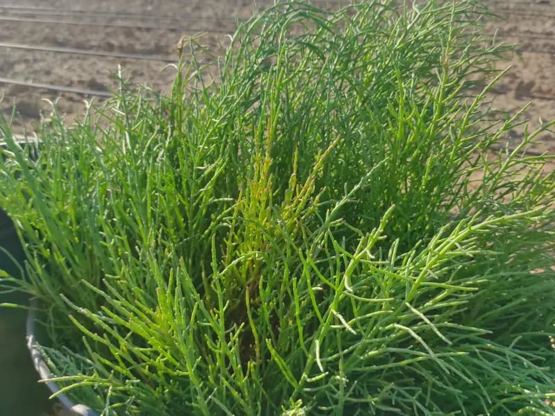 Imagen de Salicornia